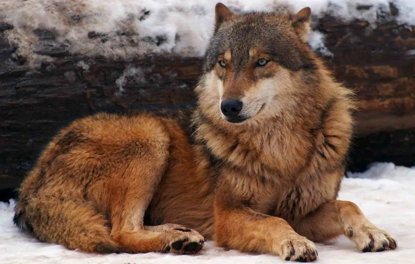 Photo wallpaper Predator, nature, animal, wolf, wildlife, Canis lupus., portrait.