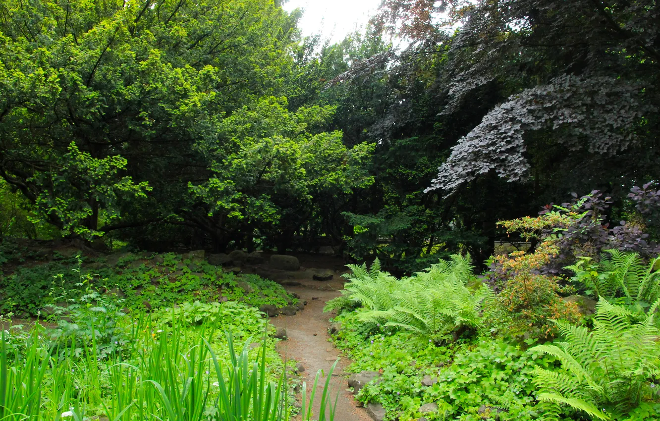 Photo wallpaper park, plant, alley