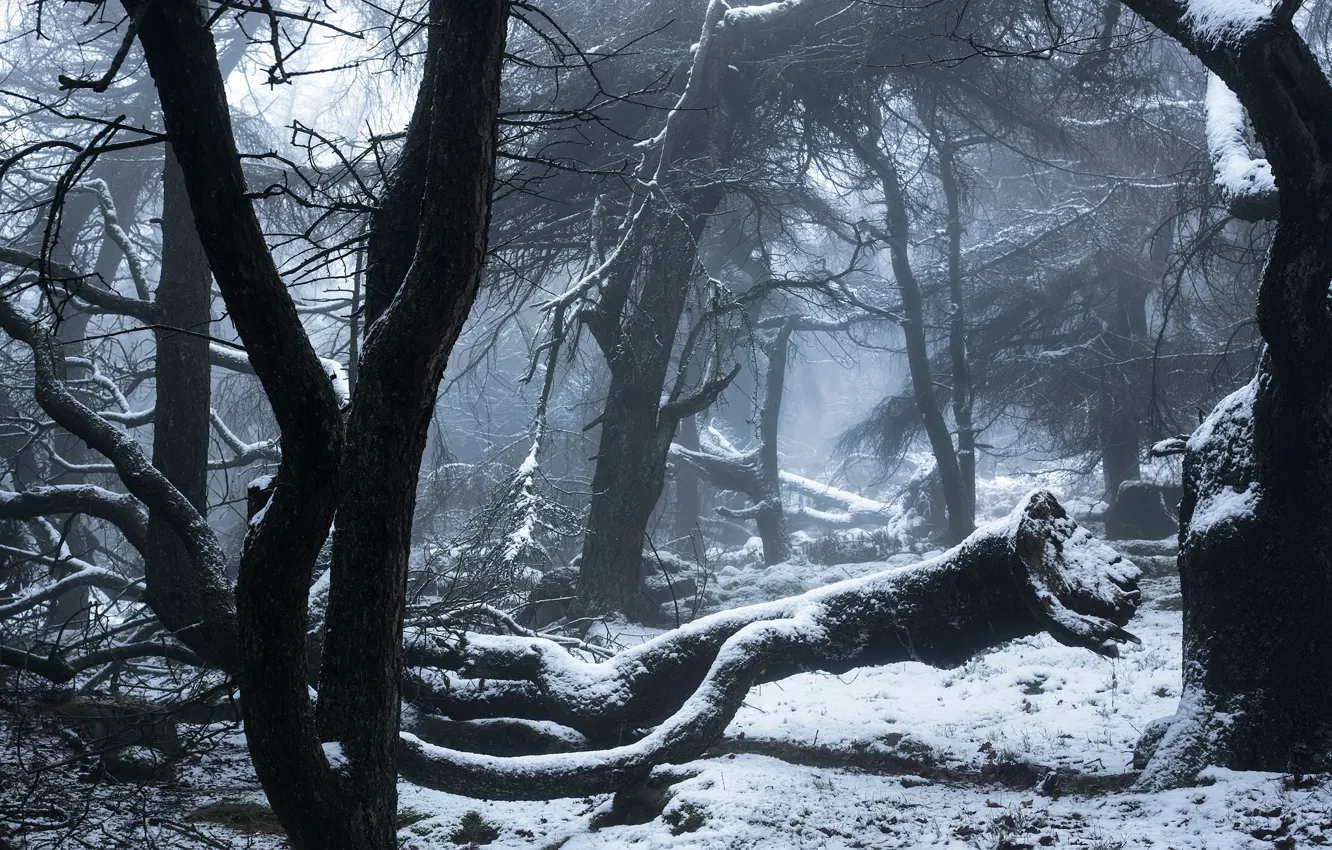 Photo wallpaper winter, forest, snow, trees, England, England, Peak District, Staffordshire