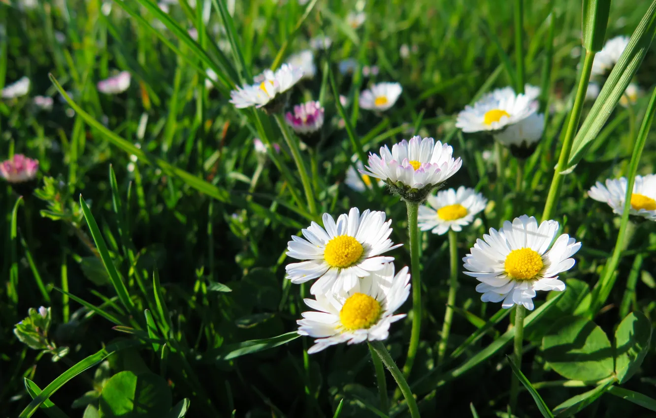 Photo wallpaper field, summer, grass, summer, grass, field, Daisy, Daisy