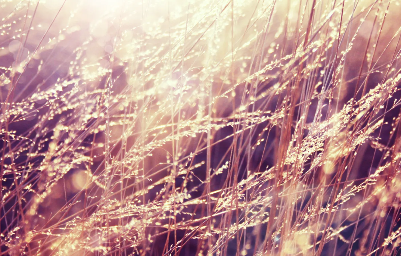 Photo wallpaper grass, drops, light, Rosa, morning