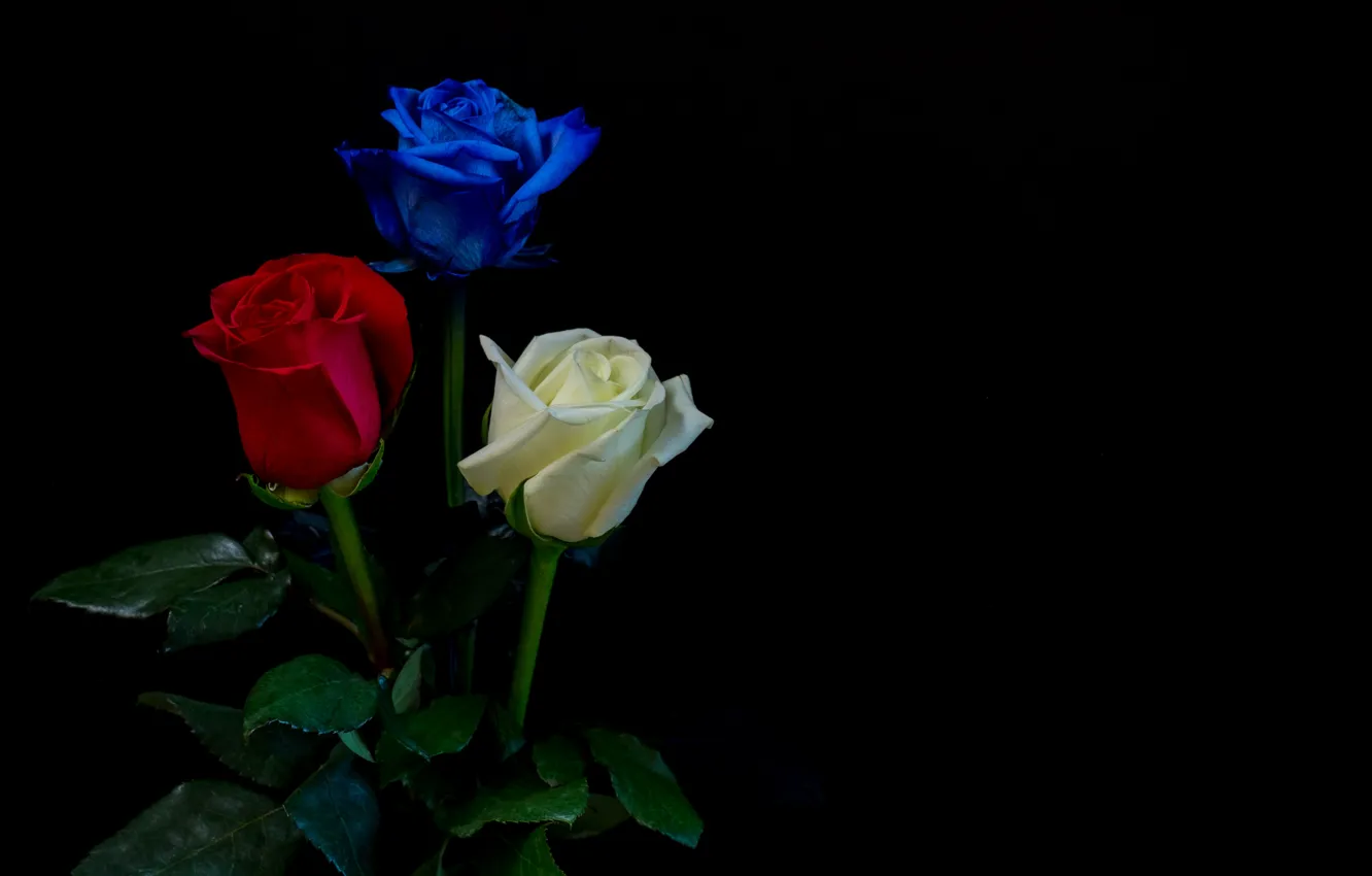 Photo wallpaper white, leaves, blue, red, roses, three, black background, buds
