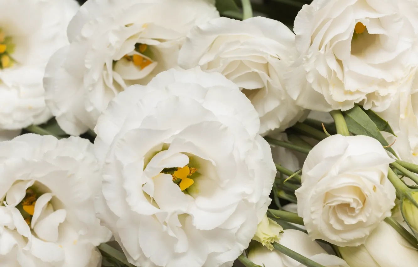 Photo wallpaper flowers, white, eustoma