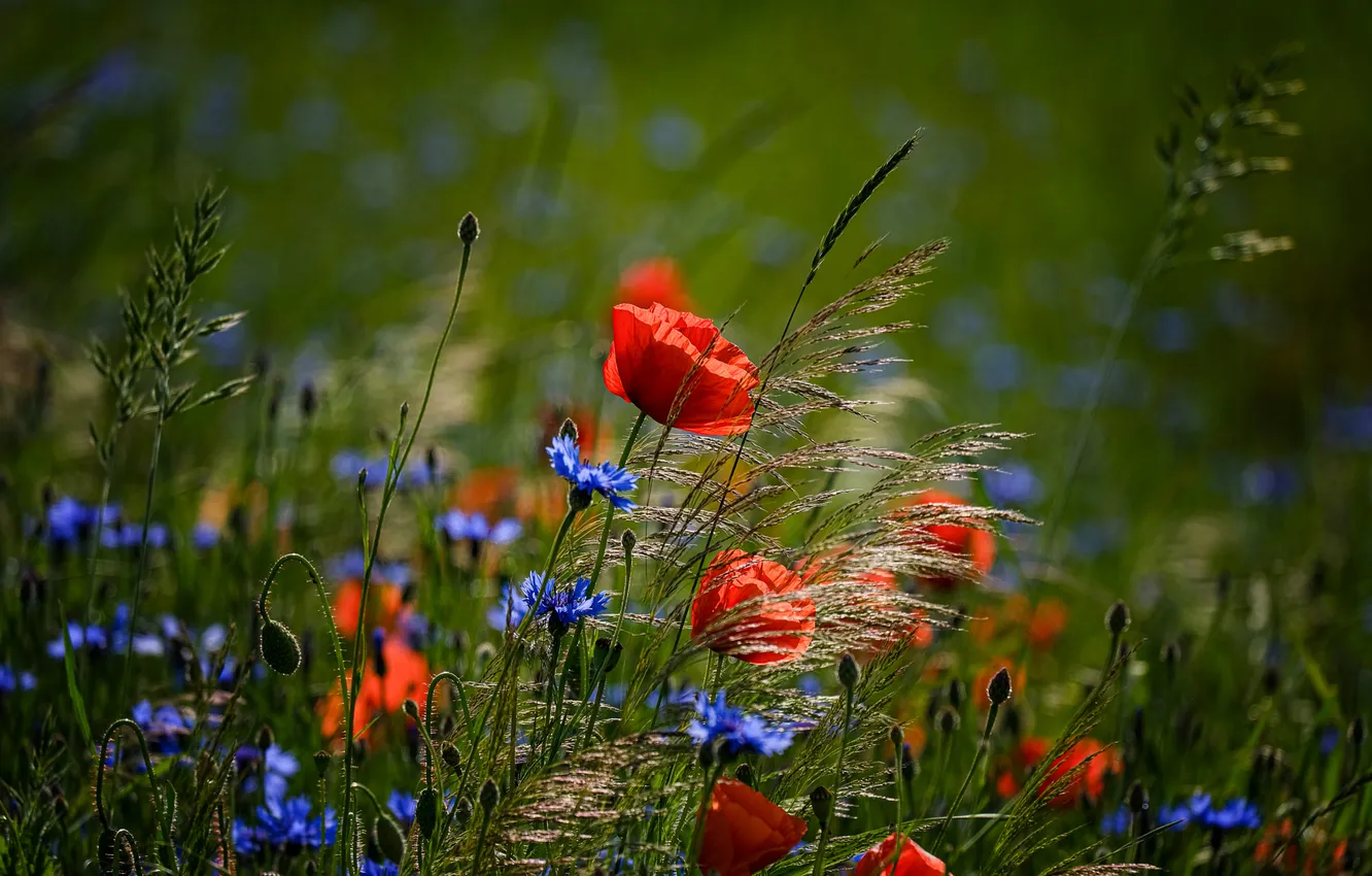 Photo wallpaper flowers, Maki, poppy field, summer, cornflowers, red, blue