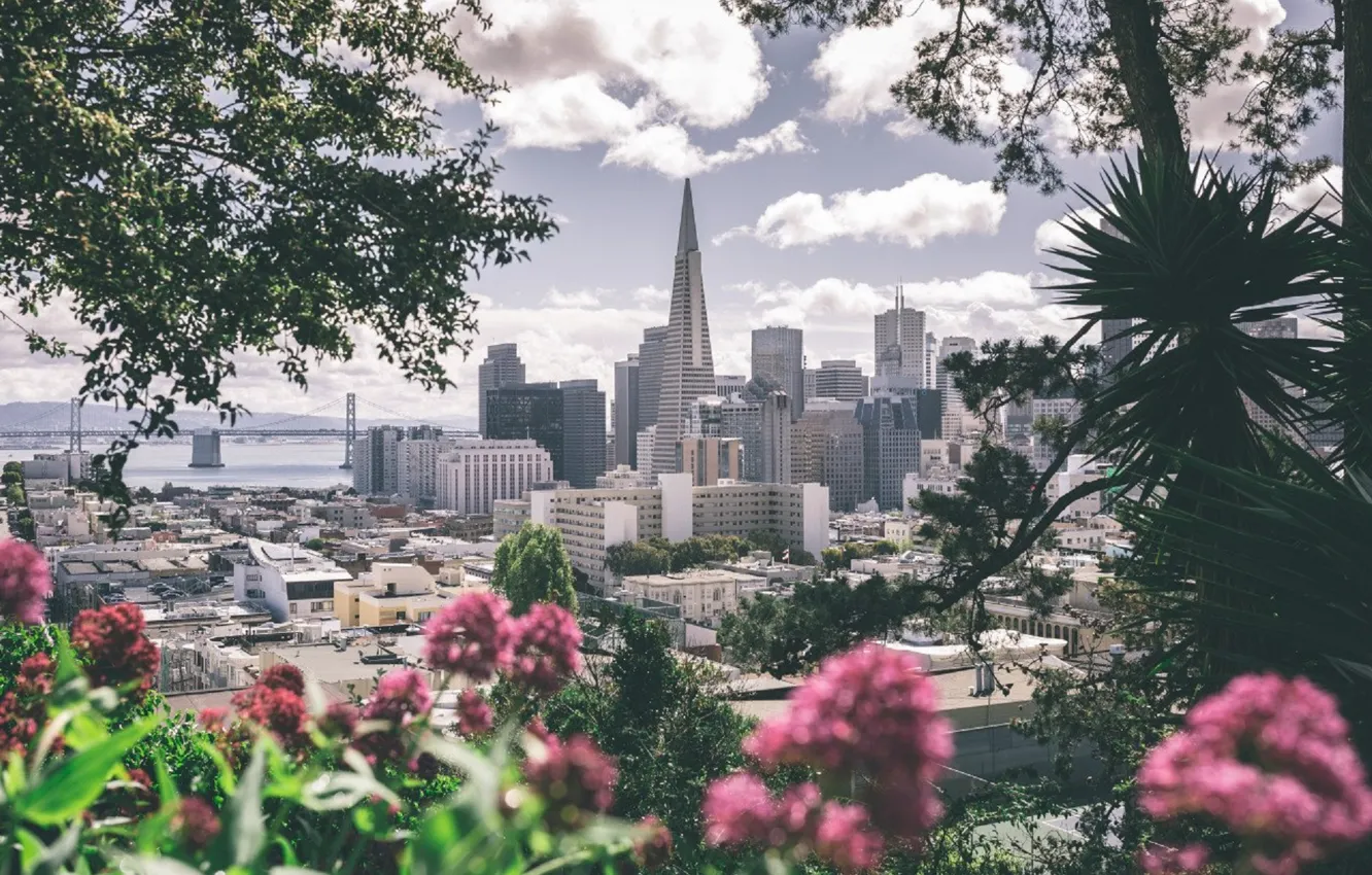 Photo wallpaper flowers, the city, grey, pink, megapolis