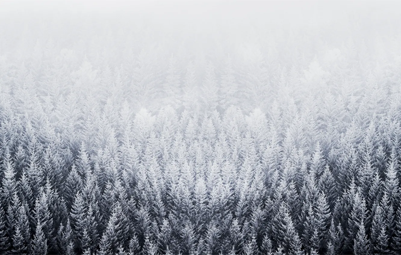 Photo wallpaper winter, forest, snow, spruce, pine