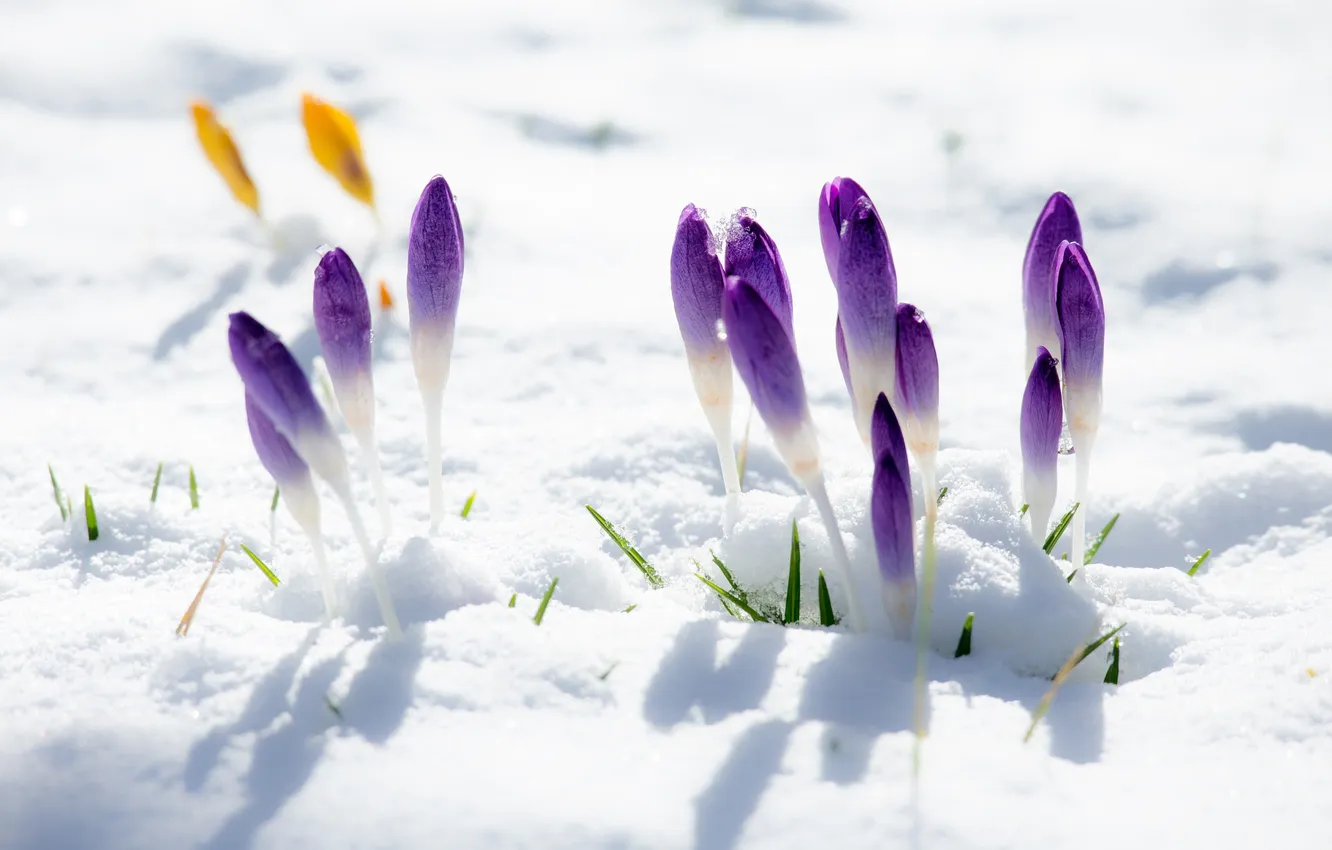 Photo wallpaper macro, snow, The coppice, Pechenocna
