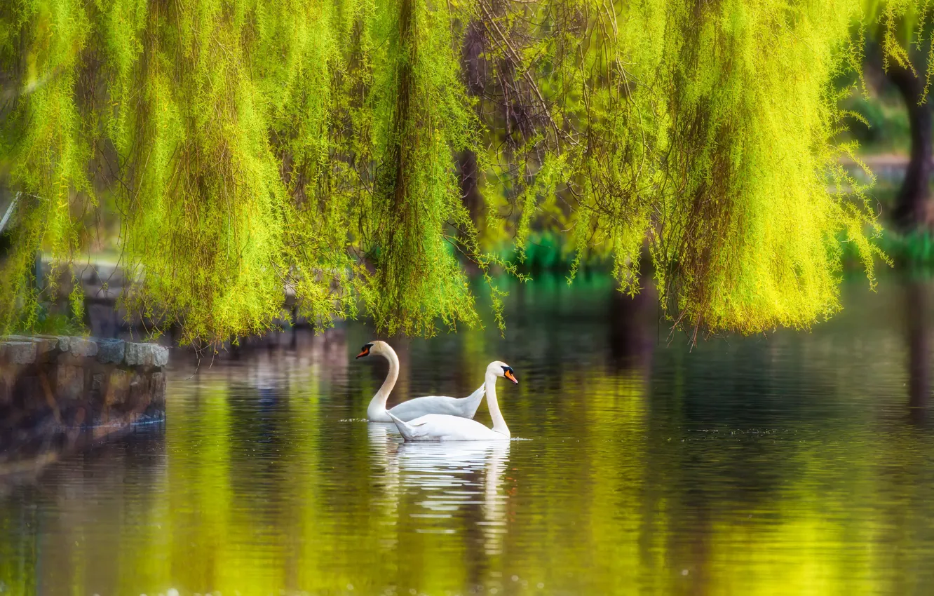 Photo wallpaper trees, pond, Park, swans