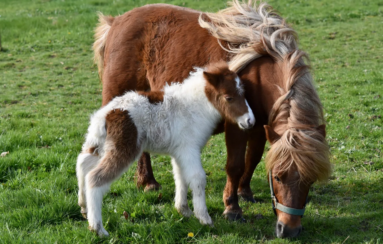 Photo wallpaper grass, horse, glade, horse, baby, pair, mane, pony