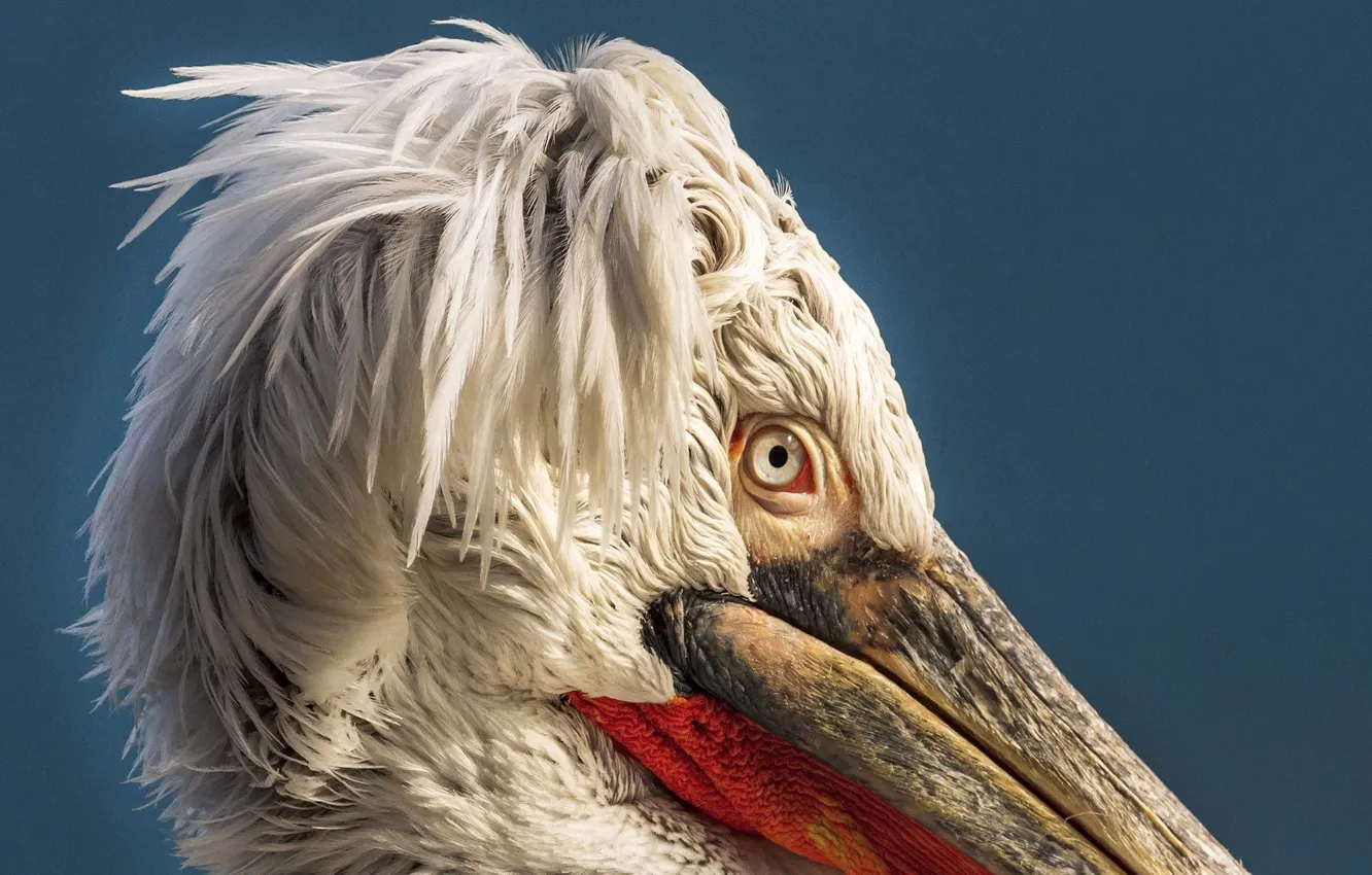 Photo wallpaper bird, macro, Pelican