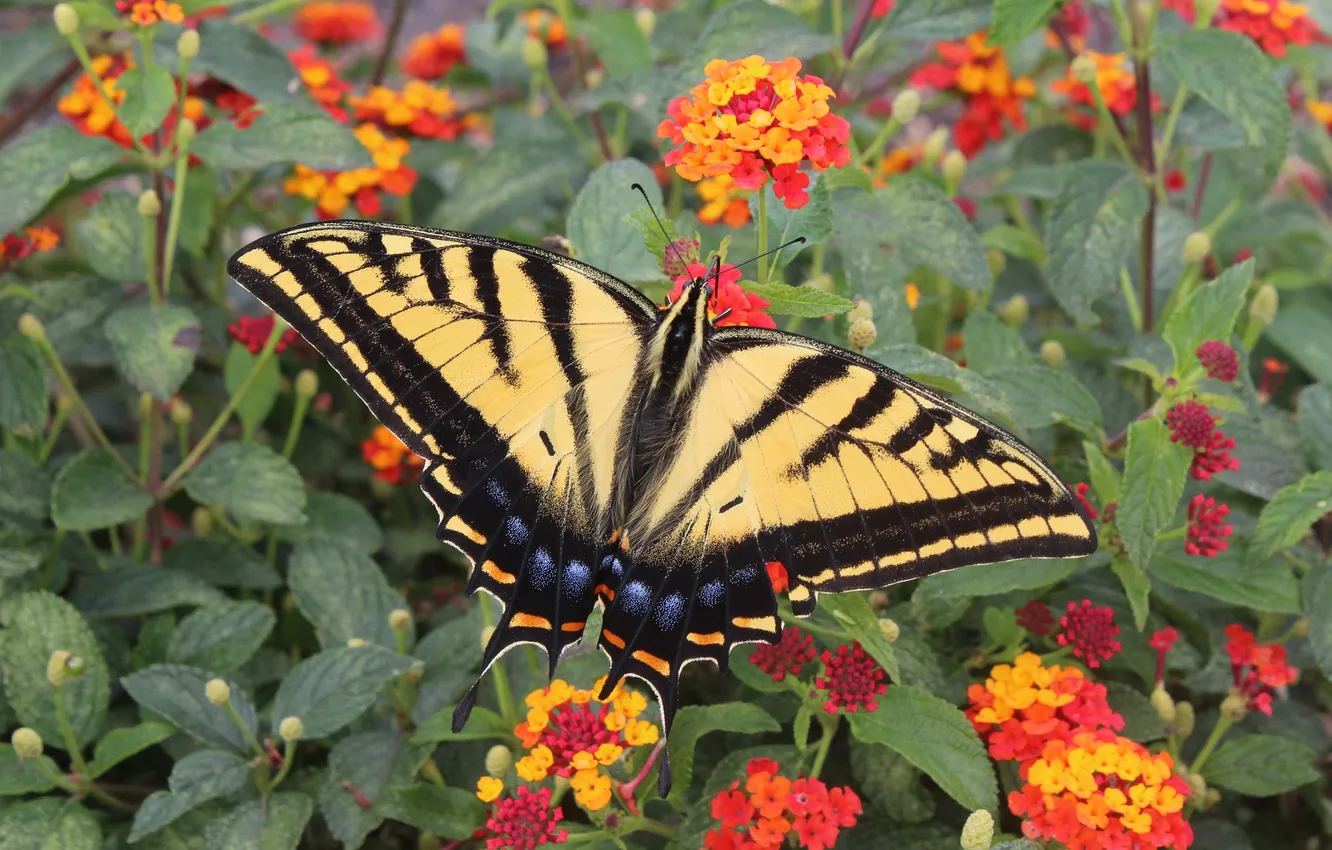 Photo wallpaper closeup, flowers, beautiful, wings, butterfly, macro