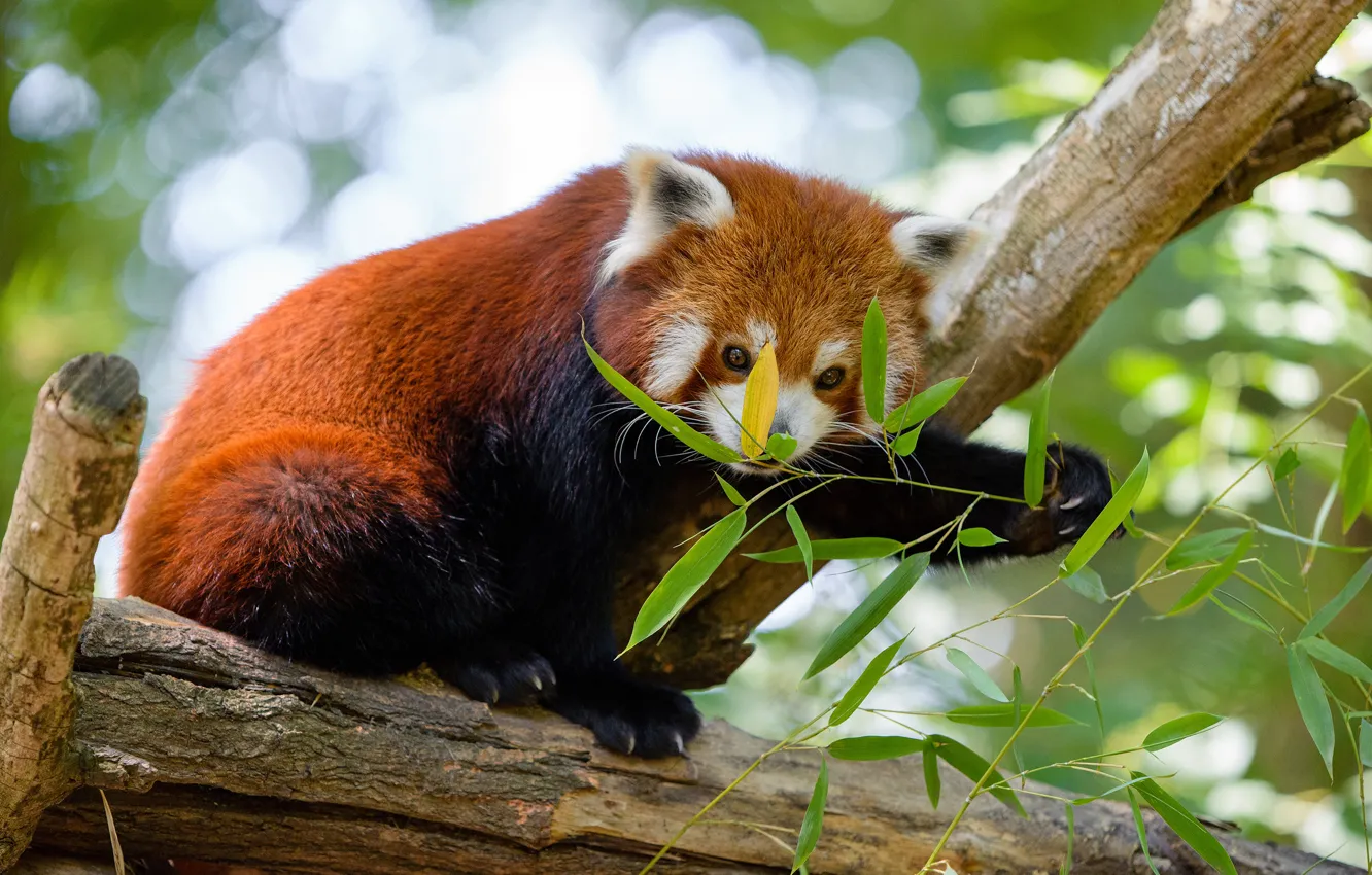Photo wallpaper face, pose, background, tree, food, paws, red Panda, sitting