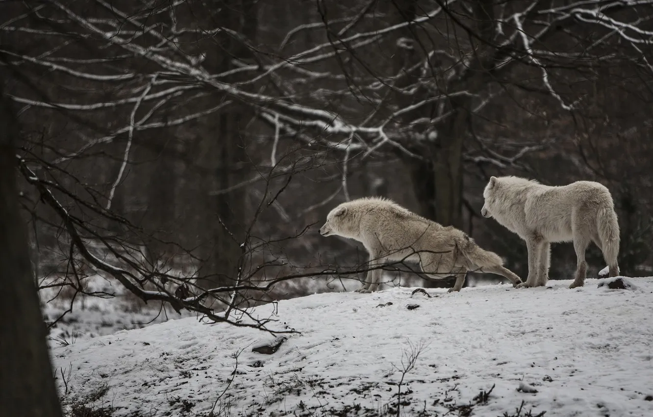 Photo wallpaper Predator, nature, snow, face, animal, wolf, wolves, canis lupus