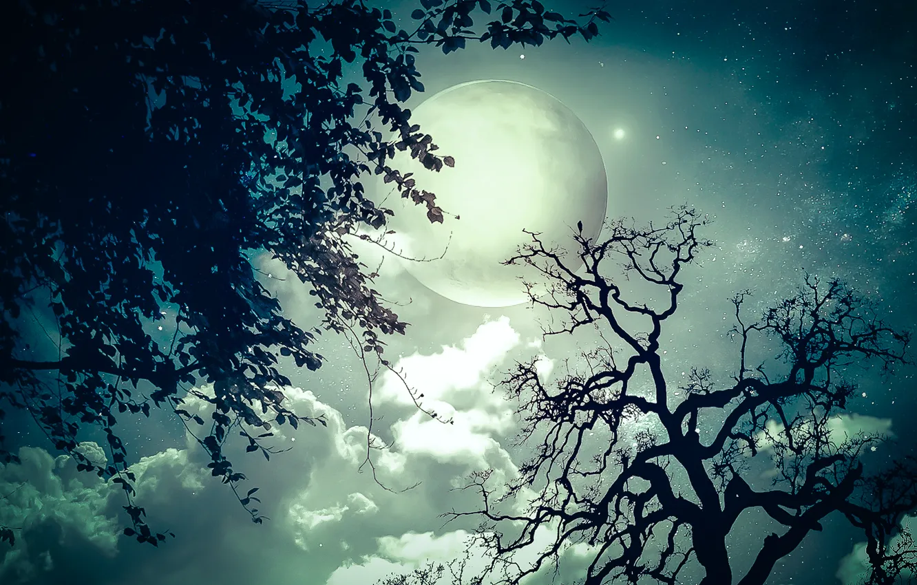 Photo wallpaper stars, trees, night, branch, the moon