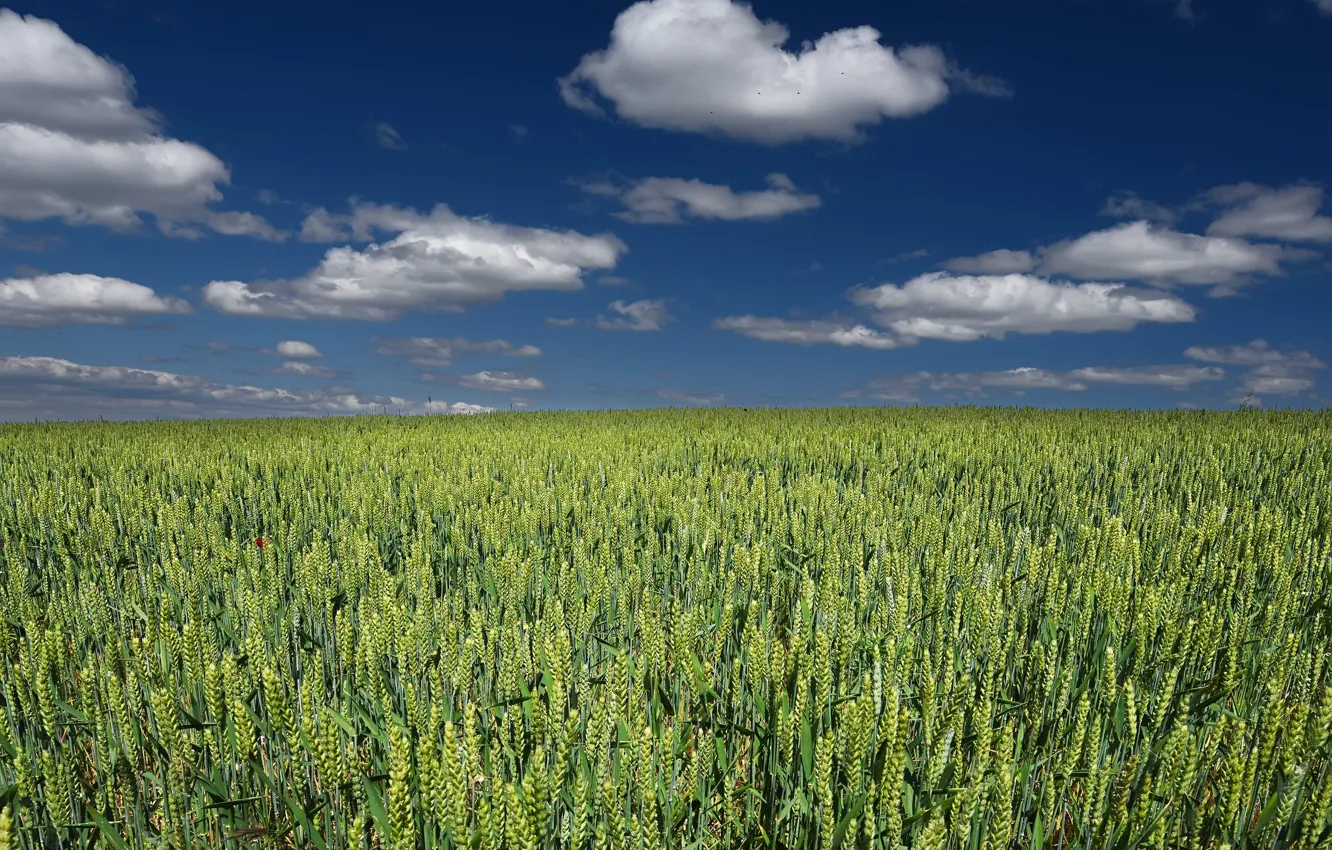 Photo wallpaper wheat, field, the sky, blue, ears, cereals