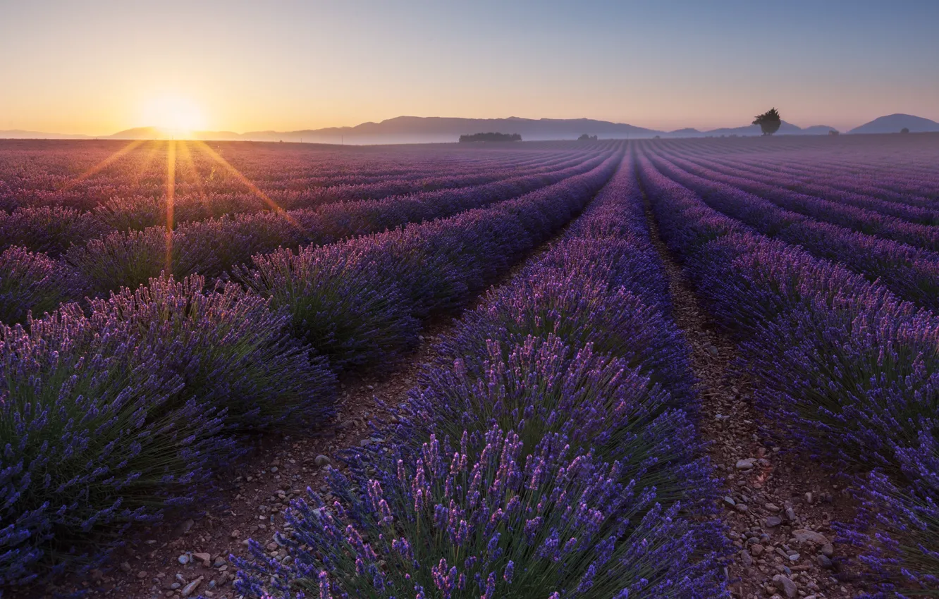 Photo wallpaper field, the sky, the sun, rays, light, flowers, fog, pebbles