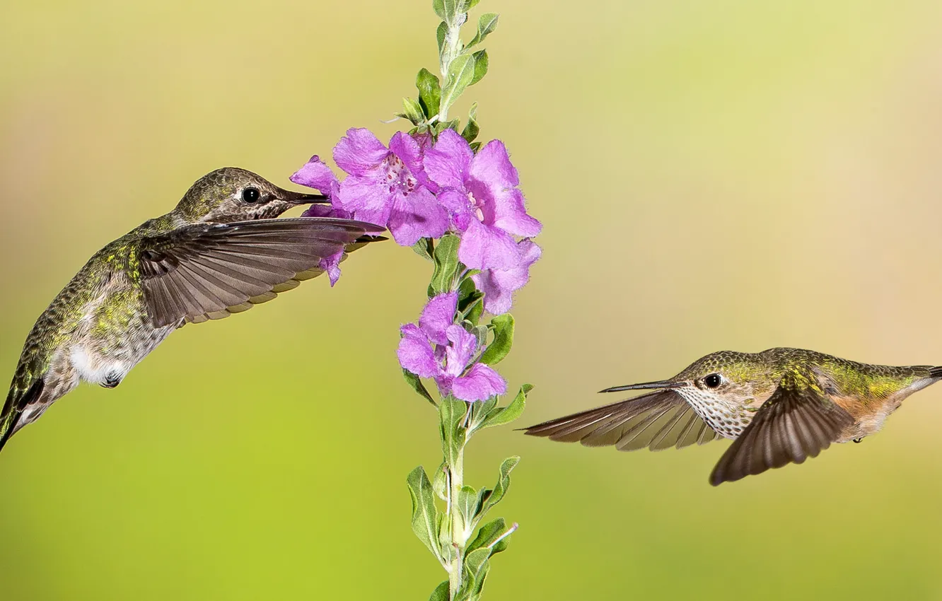 Photo wallpaper flight, flowers, bird, wings, Hummingbird