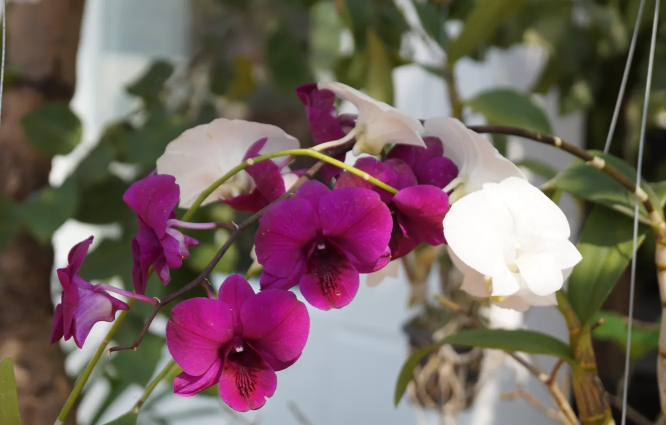 Photo wallpaper flowers, plant, Thailand