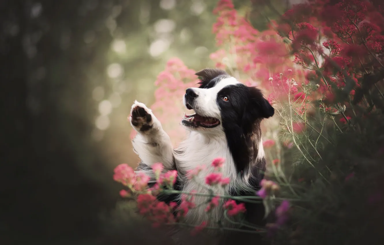 Photo wallpaper face, flowers, dog, paws, bokeh, the border collie