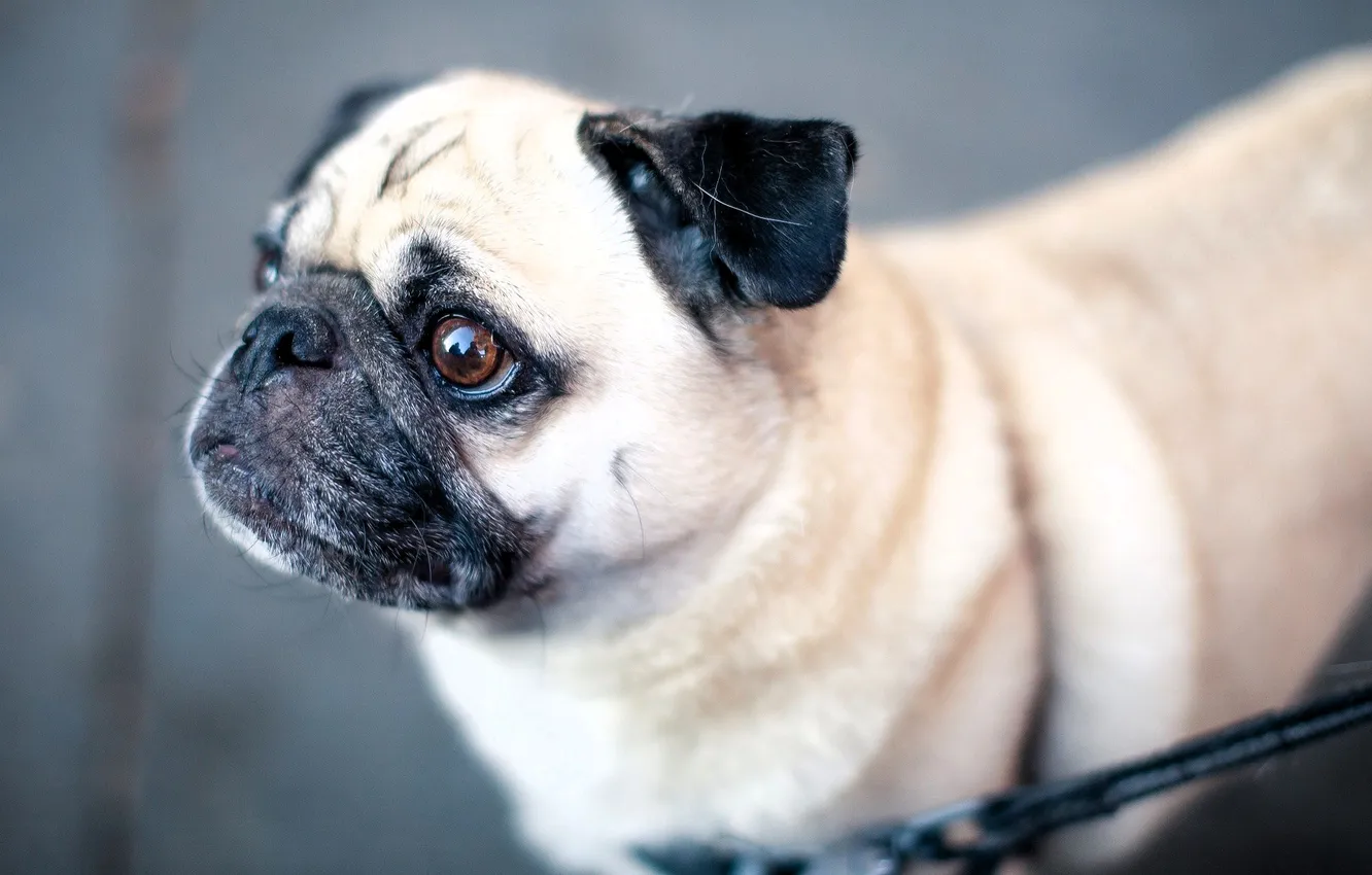 Photo wallpaper look, dog, pug