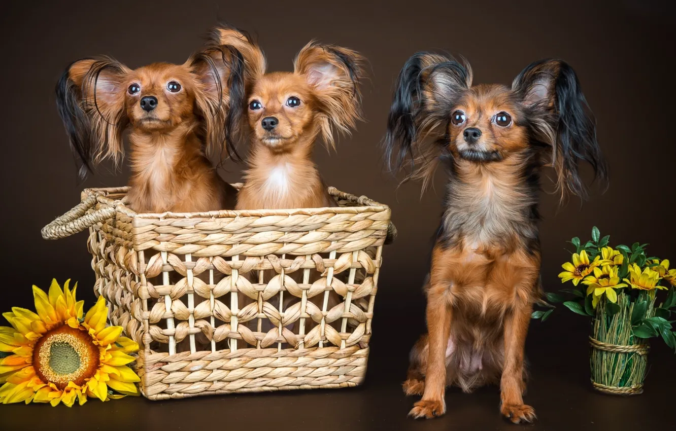 Photo wallpaper dogs, trio, shaggy