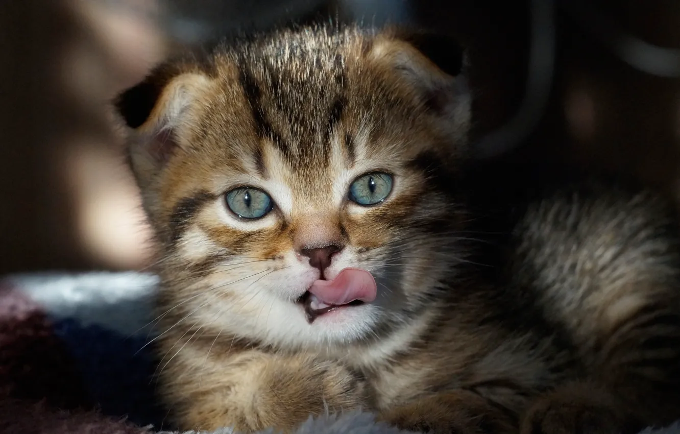 Photo wallpaper look, tongue, baby, muzzle, kitty, Svetlana Sushkevich