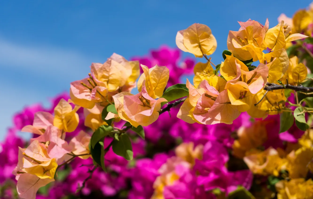 Photo wallpaper bright, tropics, bougainvillea