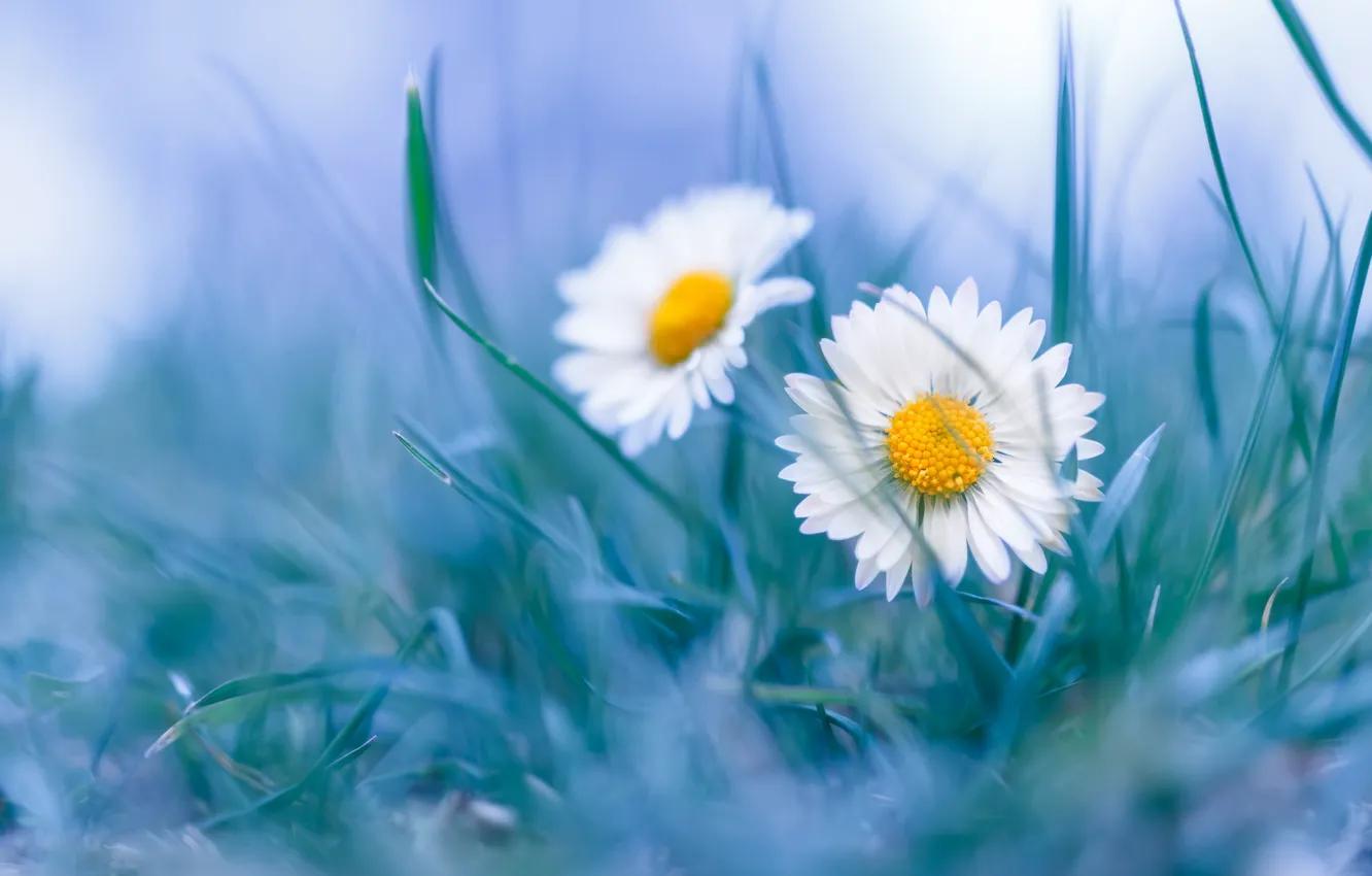 Photo wallpaper grass, flowers, photo, chamomile