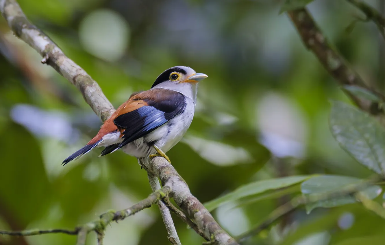 Photo wallpaper branches, bird, bird