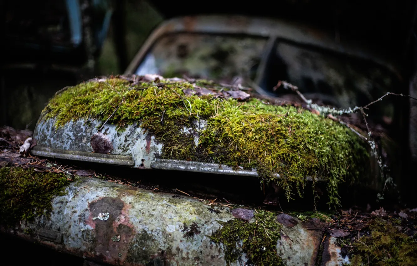 Photo wallpaper moss, Volvo, Volvo PV, needs repair