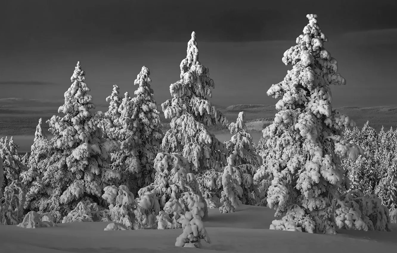 Photo wallpaper winter, forest, snow, night
