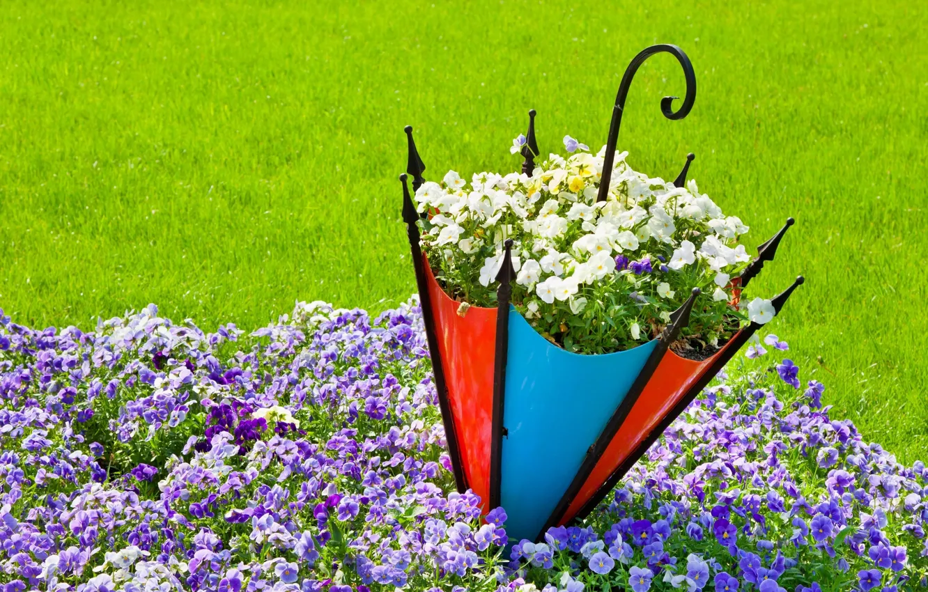 Photo wallpaper umbrella, Pansy, flowerbed, viola