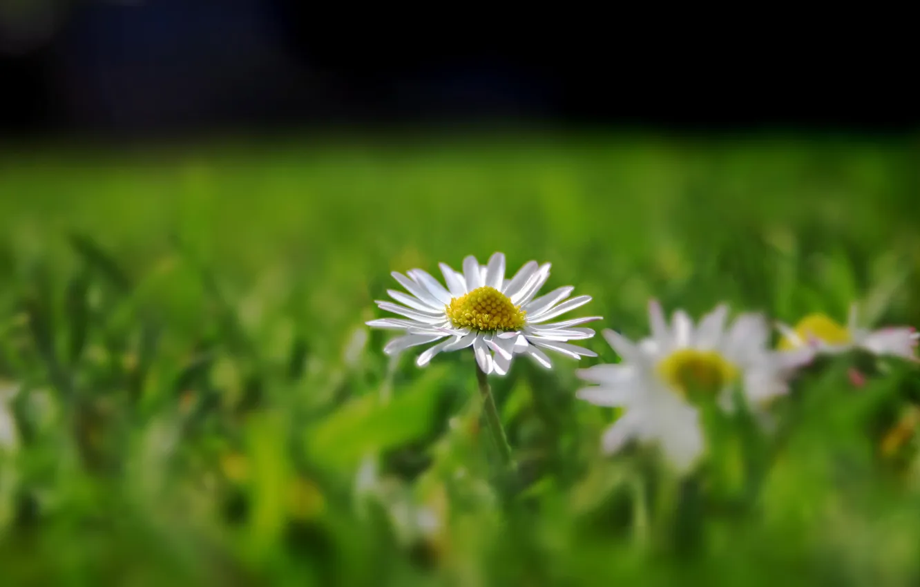 Photo wallpaper flower, grass, macro, flowers, nature, flowers, photo colors