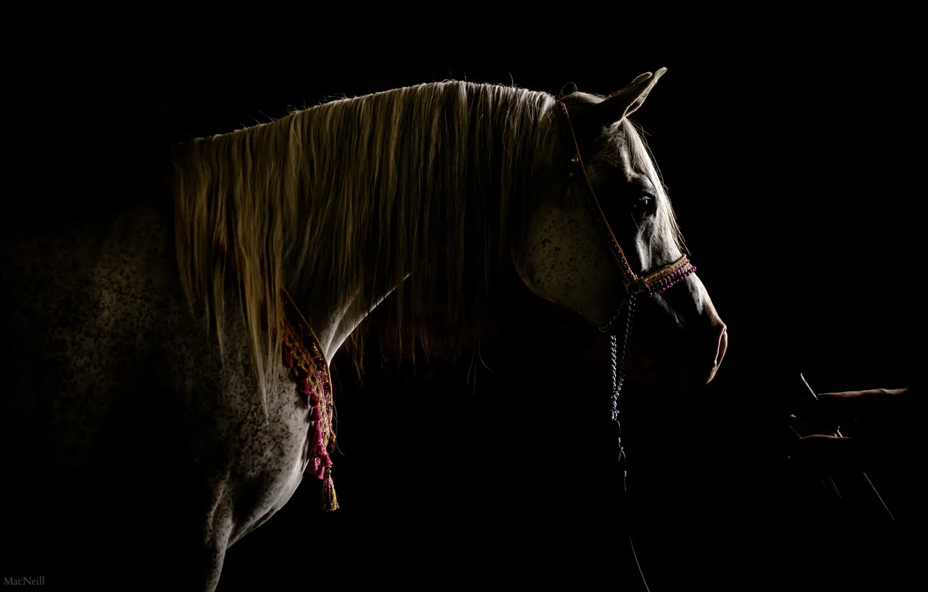 Photo wallpaper background, horse, stall