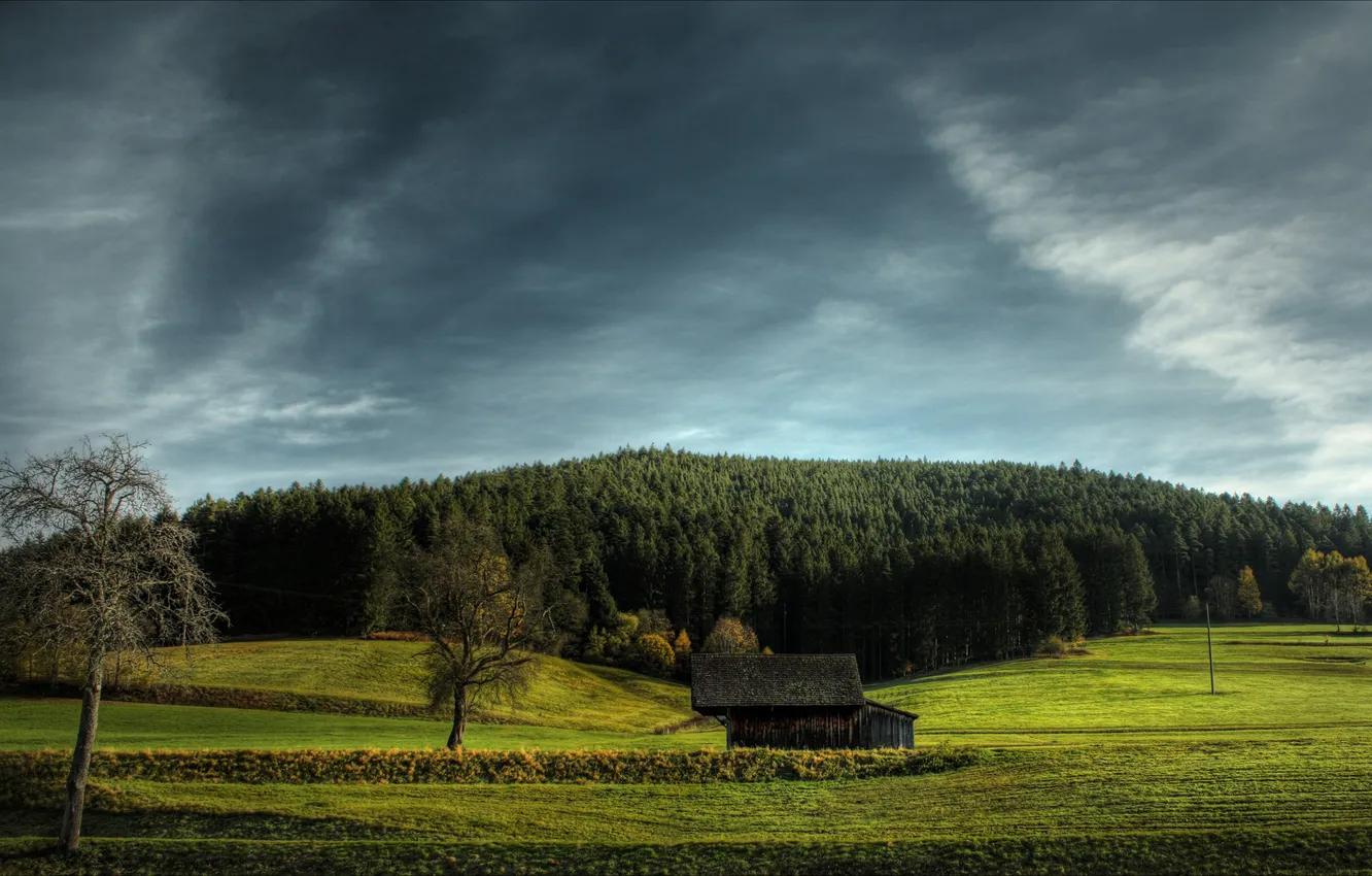 Photo wallpaper trees, landscape, Wallpaper, beauty, grass, forest, trees, nature wallpapers