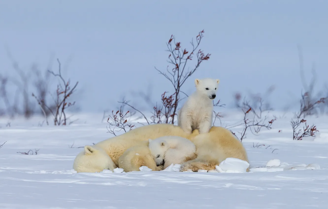 Photo wallpaper winter, snow, nature, baby, bear, mom, polar bears, bear
