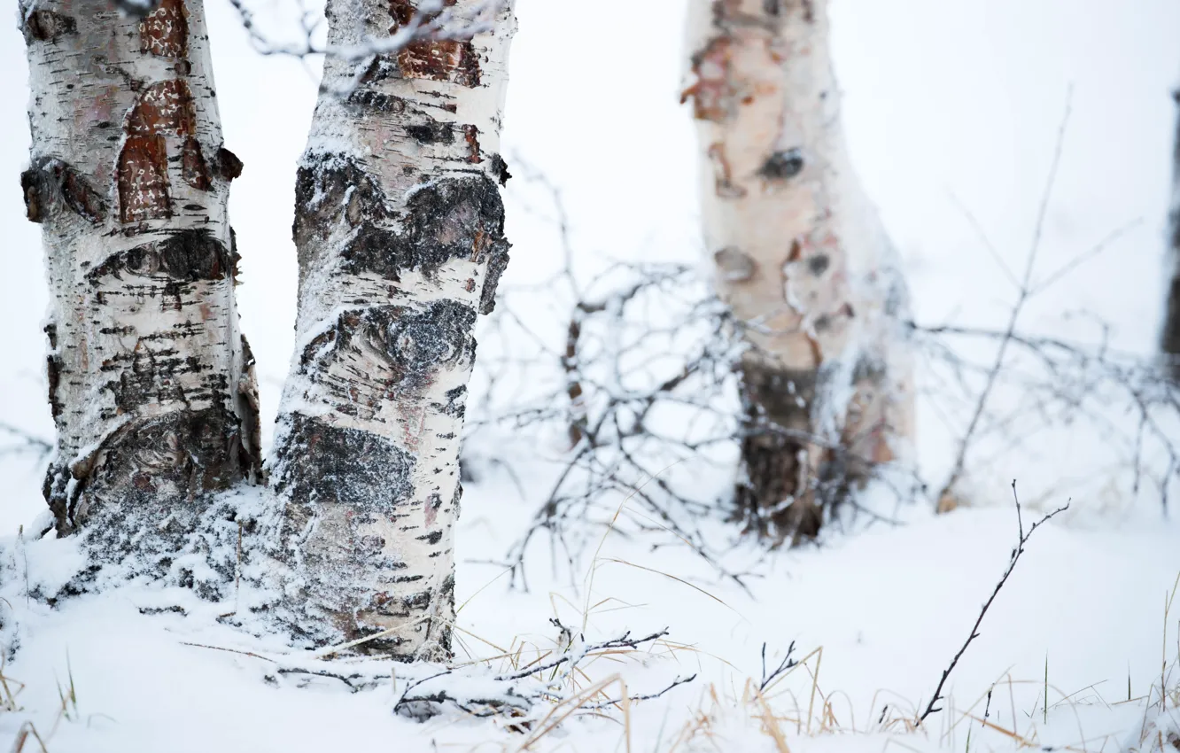 Photo wallpaper winter, snow, trees, birch