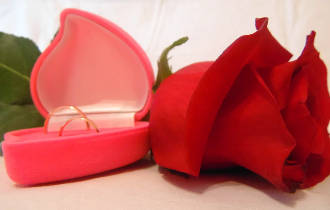 Photo wallpaper white, flowers, photo, background, roses, ring, offer