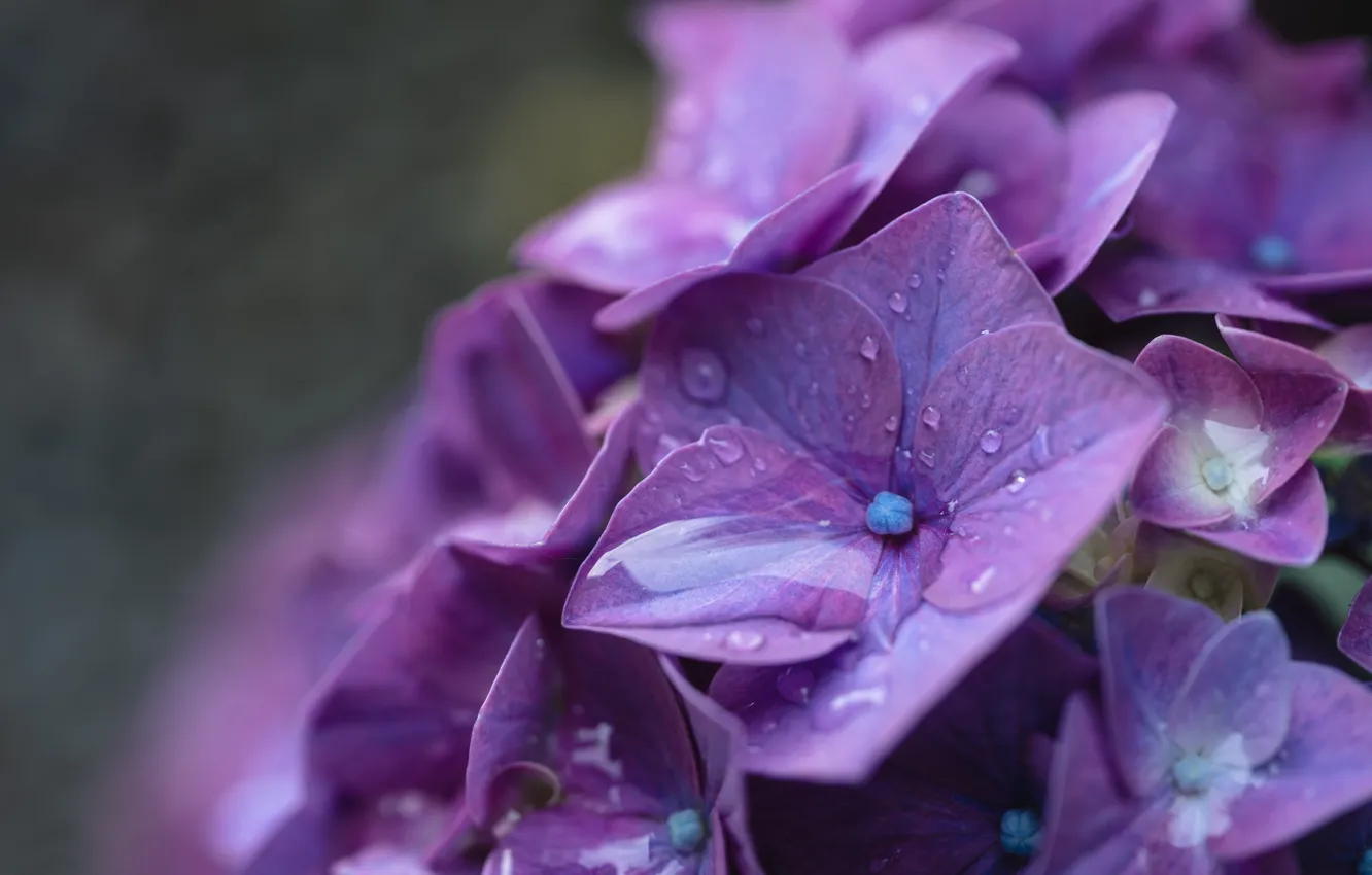 Photo wallpaper drops, macro, Rosa, flowers, hydrangea