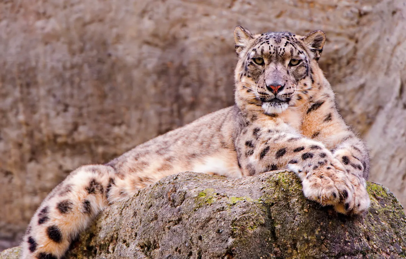 Photo wallpaper look, stones, Wallpaper, beautiful, lies, IRBIS, snow leopard