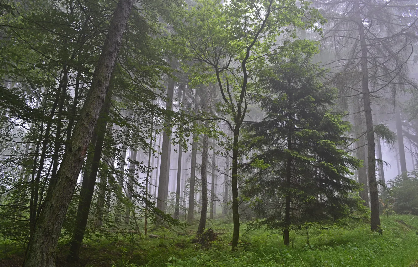 Photo wallpaper forest, trees, nature, fog, Germany, Germany, Rhineland-Palatinate, Ralf Gotthardt