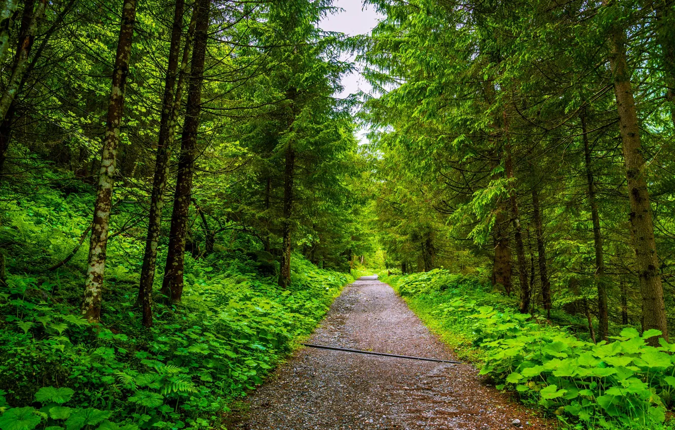 Photo wallpaper Trees, Forest Road, Spruce forest