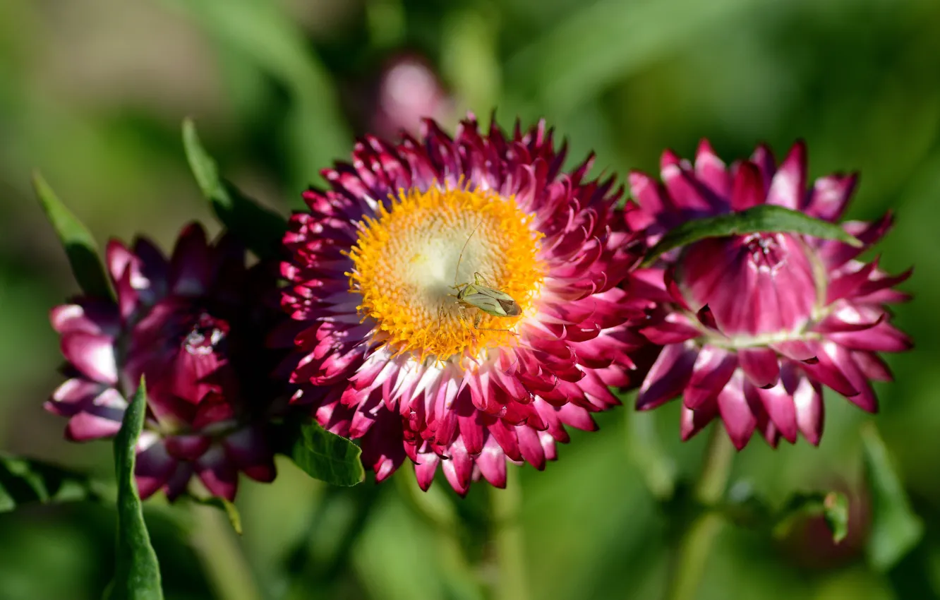 Photo wallpaper summer, flowers, Helichrysum, a bug on a flower