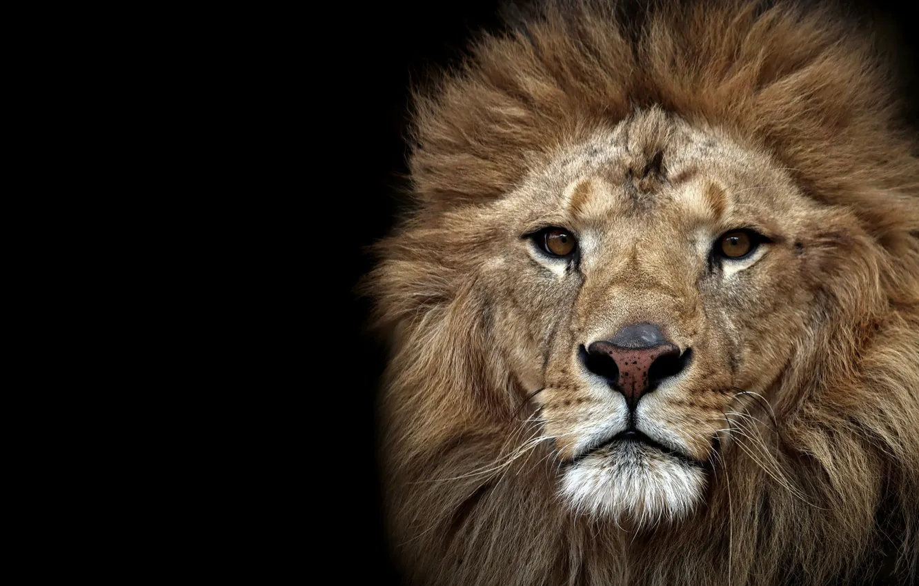Photo wallpaper look, face, portrait, Leo, black background