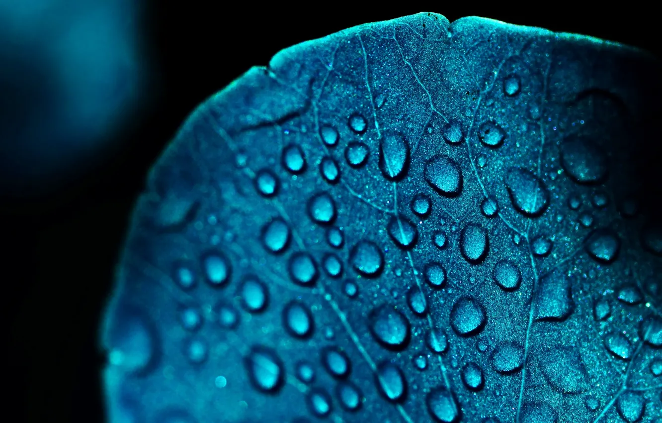 Photo wallpaper leaves, water, drops, macro, blue, Rosa, background, blue