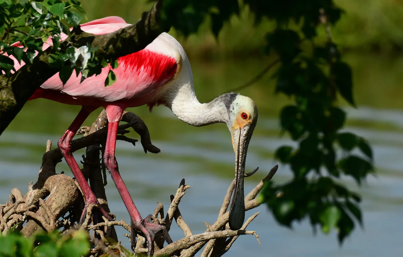 Photo wallpaper trees, branches, bird, foliage, pond, driftwood, roseate spoonbill, Wallpaper from lolita777