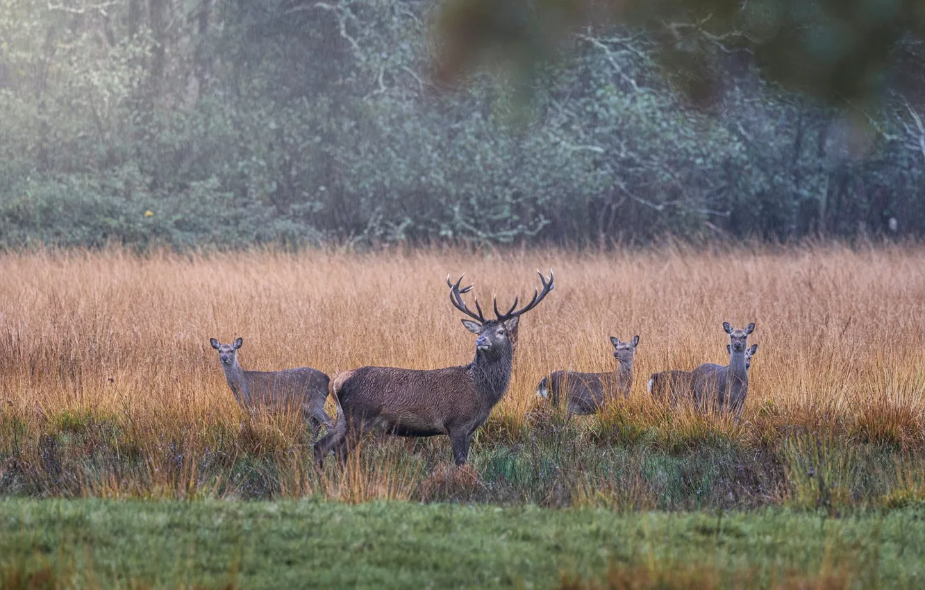Photo wallpaper field, grass, nature, rain, deer, the bushes