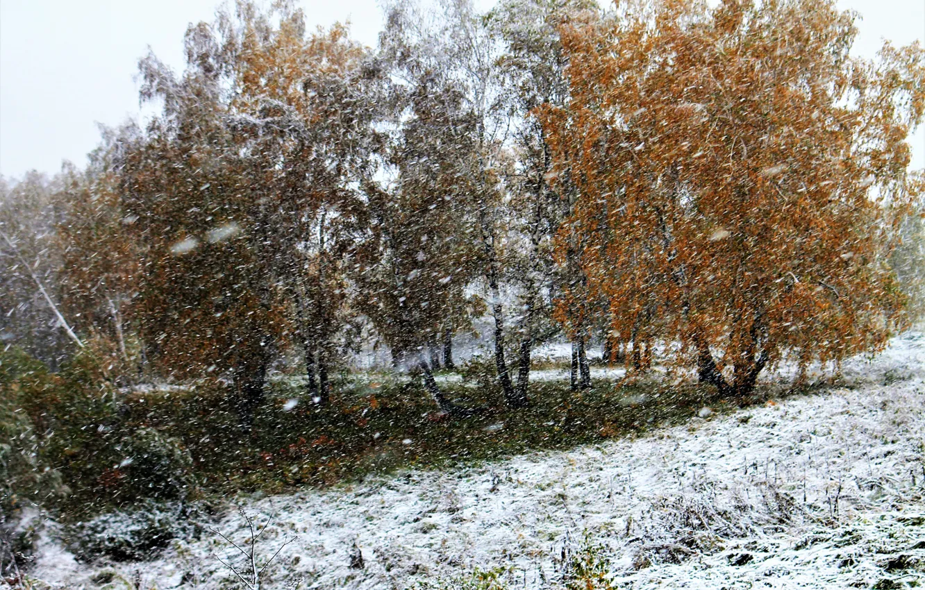 Photo wallpaper autumn, snow, foliage
