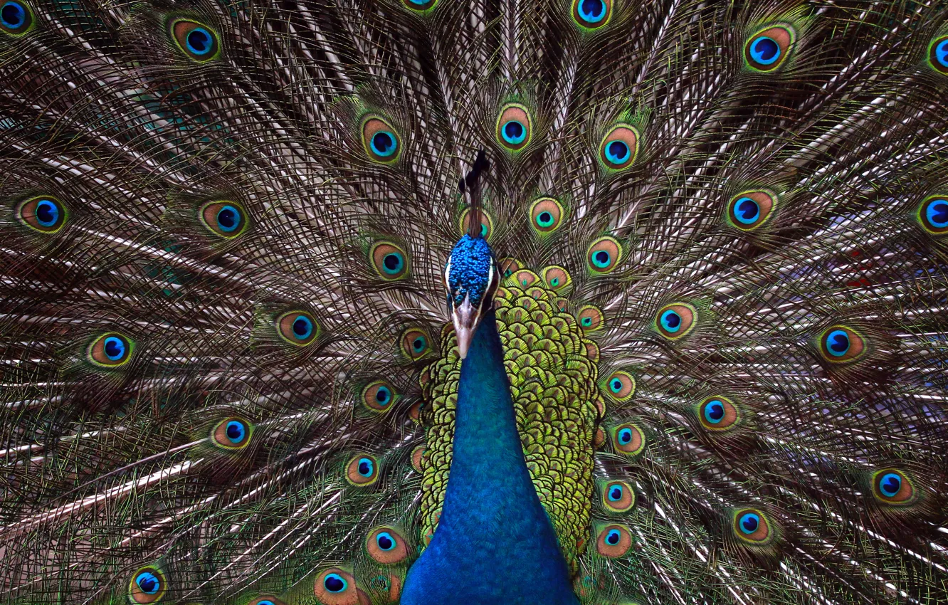 Photo wallpaper bird, feathers, tail, peacock