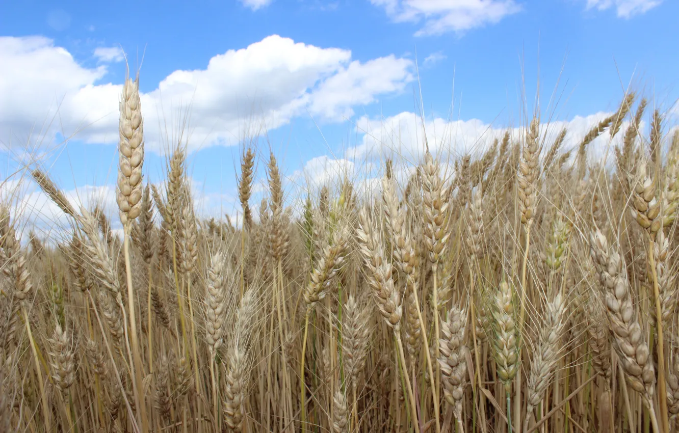 Photo wallpaper wheat, summer, harvest, bread